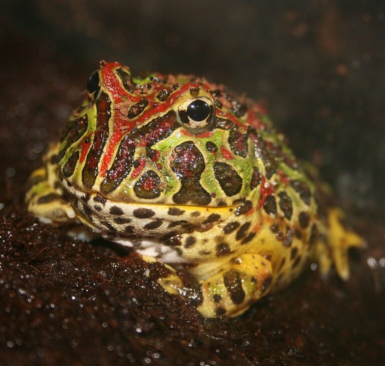 Do Pacman Frogs Have Teeth And Do They Bite? The Truth About These